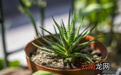 有什么办法可以消除新车的气味