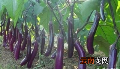 农村常见的茄子花有什么作用