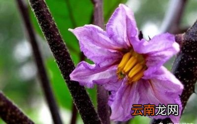 农村常见的茄子花有什么作用
