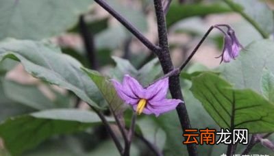 农村常见的茄子花有什么作用