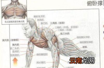 32岁一次能做50个俯卧撑是什么水平