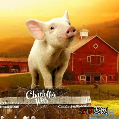 夏洛的网经典段落赏析 夏洛的网好词好句摘抄