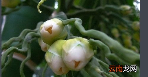 为什么槟榔第一口汁要吐掉