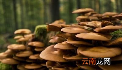 嘌呤稍高的蔬菜能不能吃