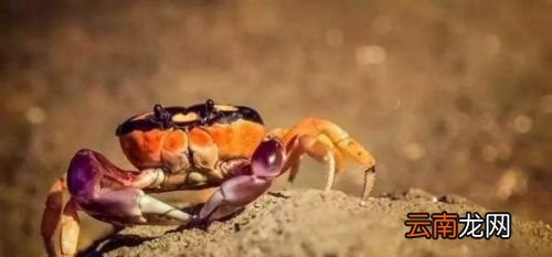螃蟹搭配什么菜一起吃
