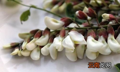 槐花有什么作用和功效