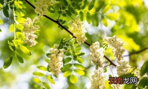 槐花有什么作用和功效
