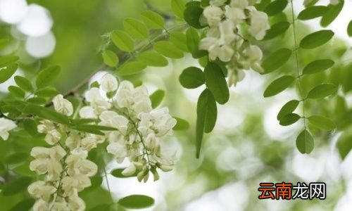 槐花有什么作用和功效