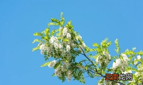 槐花有什么作用和功效