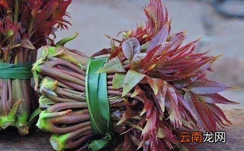 香椿吃多上火了怎么办
