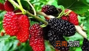 哪些普通食品补肝肾