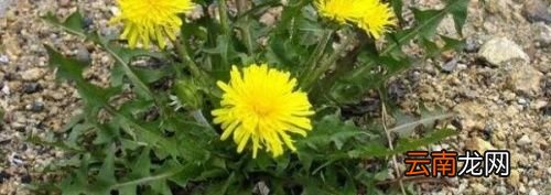 野生蒲公英怎么泡水喝