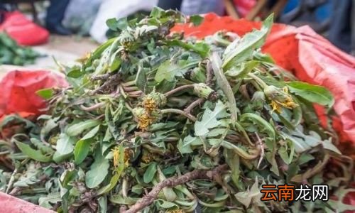 野生蒲公英怎么泡水喝