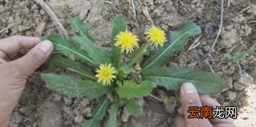 野生蒲公英怎么泡水喝