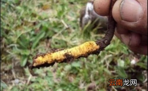 冬虫夏草和蜂蜜可以一起用吗