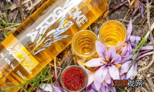 藏红花与什么泡酒最好
