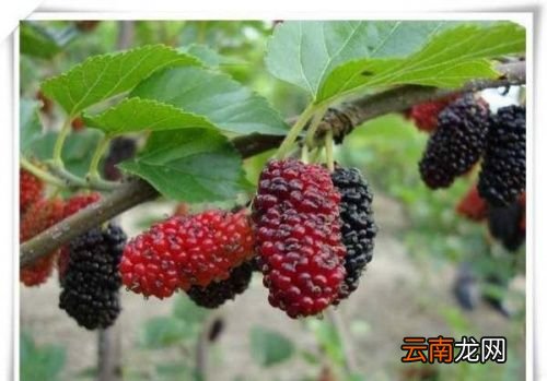 桑葚什么时间成熟最好