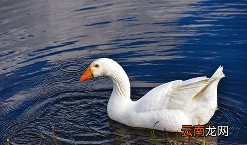 跟鹅蛋差不多大的蛋叫什么