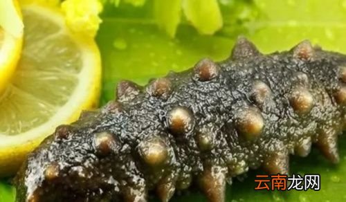 海参的适宜人群有哪些