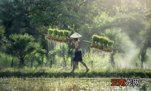 薏米和小米有什么功效