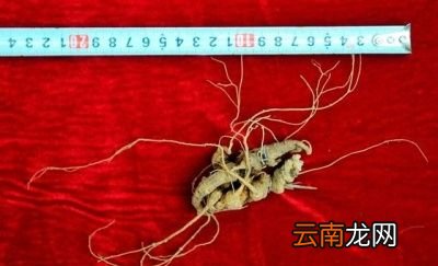 说人参西洋参有没有作用