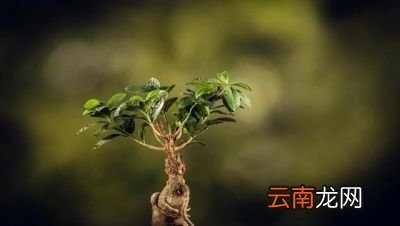 说人参西洋参有没有作用