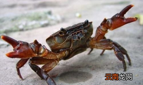 螃蟹的主要食物有哪些