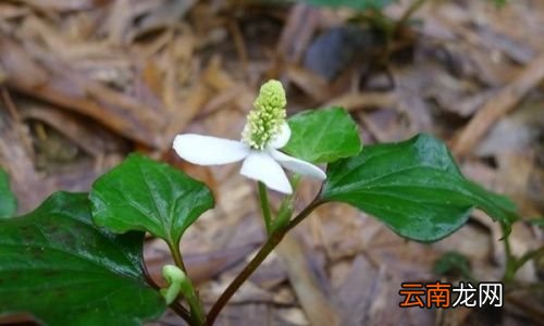 鱼腥草和车前草有副作用吗