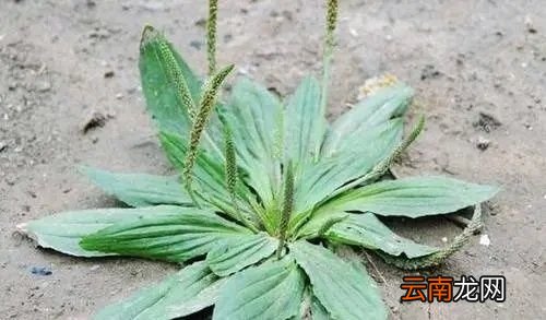 鱼腥草和车前草有副作用吗