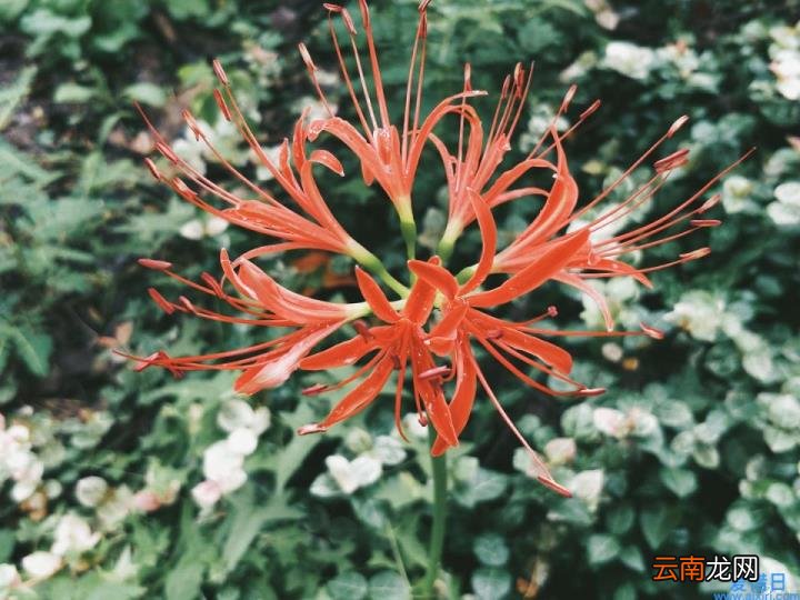 一加手机品牌介绍 一加5手机怎么样