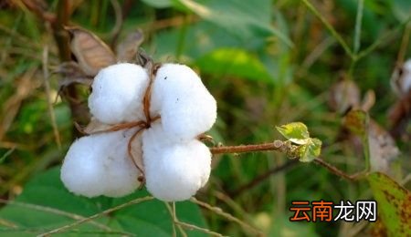 聚酯纤维的面料哪种好