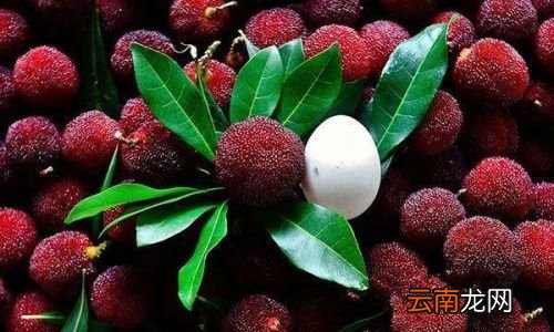 杨梅长毛了还能泡酒吗