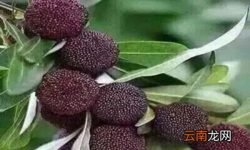 杨梅长毛了还能泡酒吗