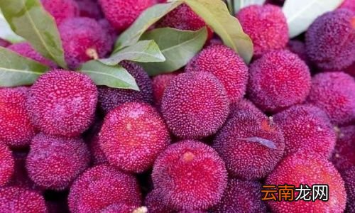 杨梅长毛了还能泡酒吗