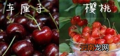 车厘子与樱桃是同一种水果吗