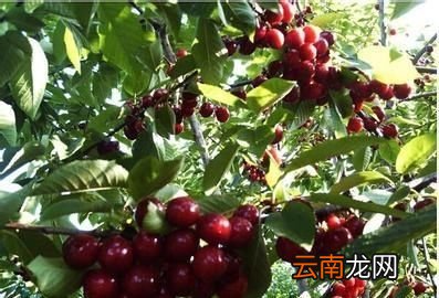 问题车厘子和樱桃有什么区别是同一种水果吗