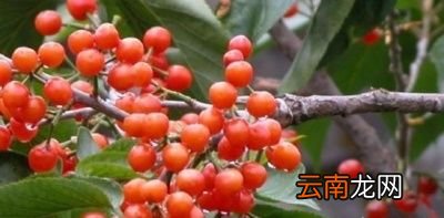问题车厘子和樱桃有什么区别是同一种水果吗
