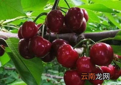 问樱桃和车厘子有区别吗