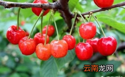 为什么中国不种车厘子好的樱桃品种
