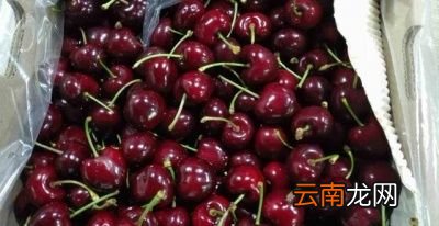 樱桃和车厘子是同一种水果吗