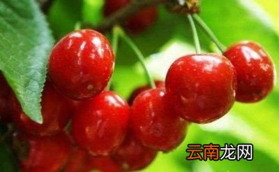 哪到底车厘子和樱桃有什么差别呢