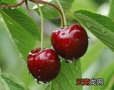 哪到底车厘子和樱桃有什么差别呢