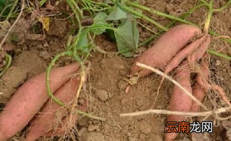 粗粮有哪些红薯是不是粗粮