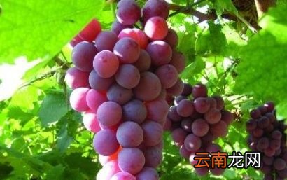 冬枣不能和什么一起吃
