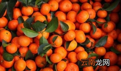 沙糖桔农药真的很多吗吃了对人有害吗
