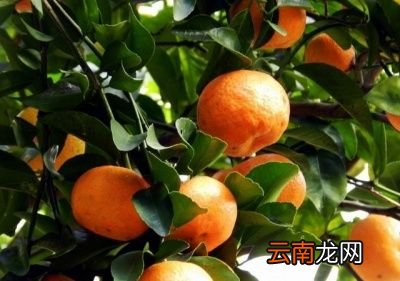沙糖桔农药真的很多吗吃了对人有害吗