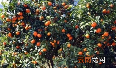 沙糖桔农药真的很多吗吃了对人有害吗