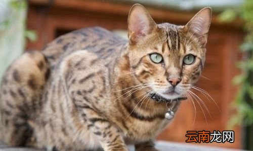 被猫抓为什么不建议打狂犬疫苗