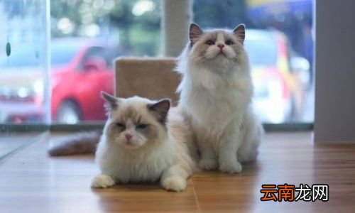 被猫抓为什么不建议打狂犬疫苗