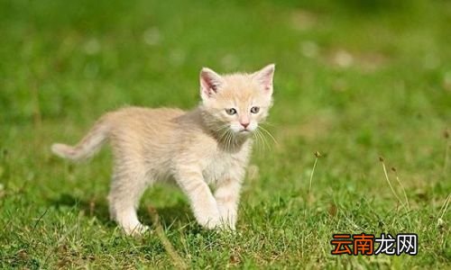 被猫抓为什么不建议打狂犬疫苗